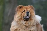 CHOW CHOW 587